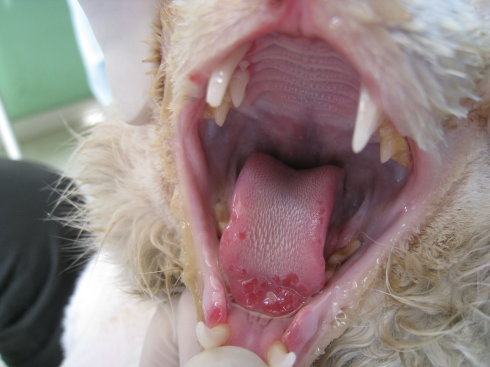 猫杯状病毒的诊断与治疗