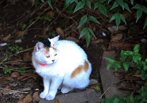如何防止猫咪捕杀小动物