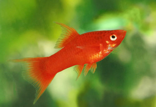 饲养金鱼需观察的日常 饲养金鱼需观察的日常