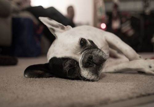 狗狗吃了不该吃的东西怎么办 狗狗吃了不该吃的东西怎么办