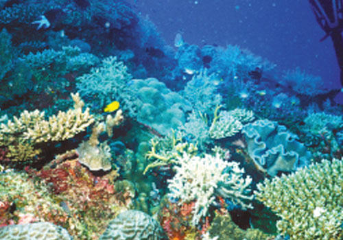 水族珊瑚礁的颜色变化与光照