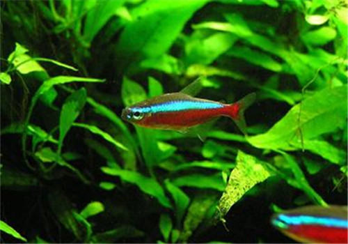 水族箱泥底快速开缸的方法