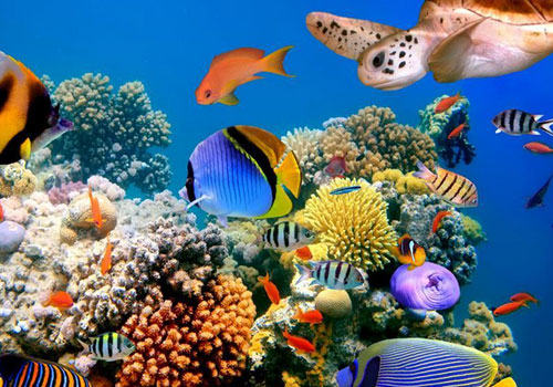 观赏鱼饲料中需要的营养