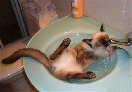 猫咪喝洗澡水怎么办?