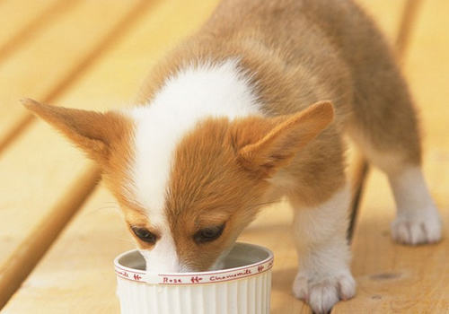 狗狗食物吃多少合适