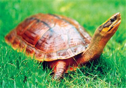 金钱龟的环境要求 金钱龟的环境要求