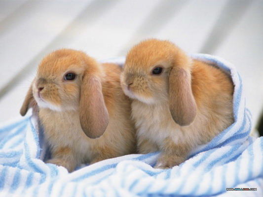 教你如何跟兔兔相处