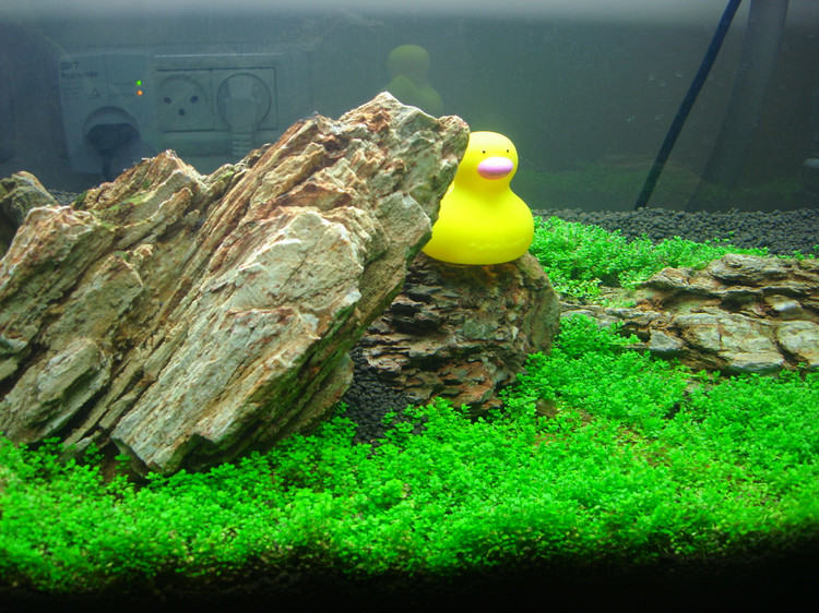 新手购买水草的五个注意事项