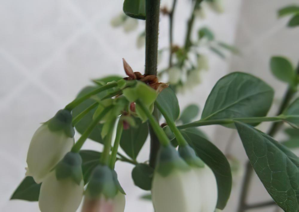 辨别蓝莓是否授粉完成