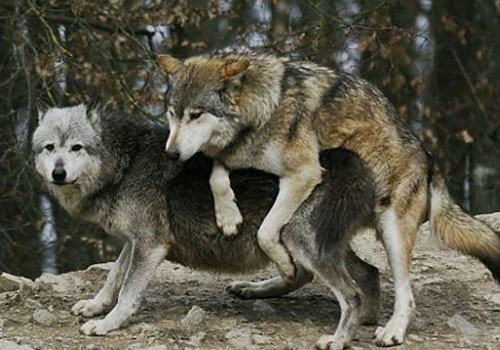 狗狗起源于狼吗？