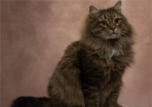 如何饲养西伯利亚猫咪