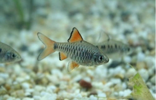 七星灯鱼的繁殖注意事项