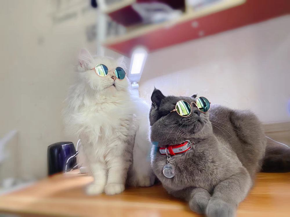 超详细驱虫攻略||看完猫怎么驱虫一目了然！