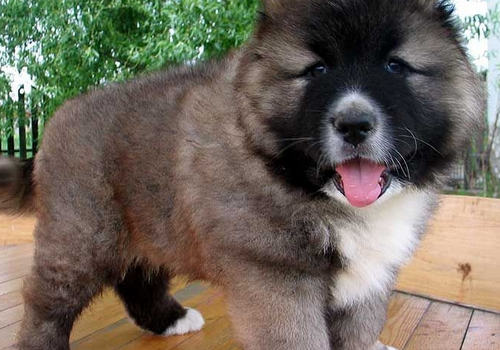 高加索绝育后要注意的问题