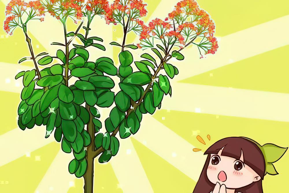 长寿花半年养成“长寿树”，长成1米9大高个，真气派！