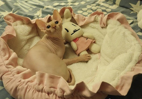 引起猫咪中耳炎的原因有哪些