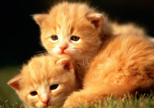 猫咪走丢怎么办