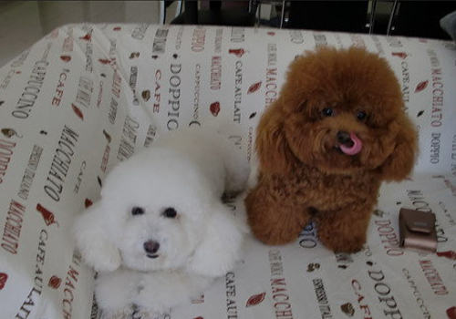 狗狗打喷嚏是否就是感冒了 狗狗打喷嚏是否就是感冒了