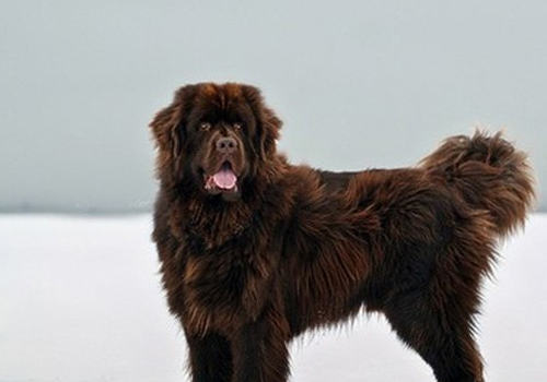 纽芬兰犬适合看家吗