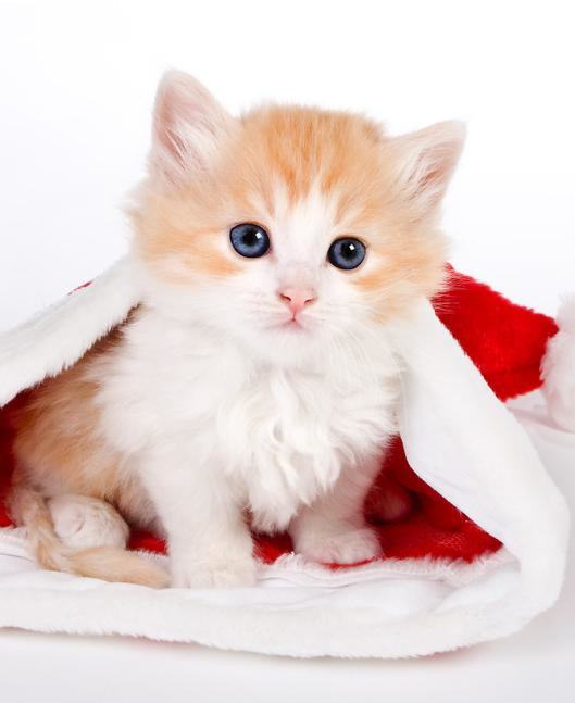 教你如何为猫咪清洗眼睛