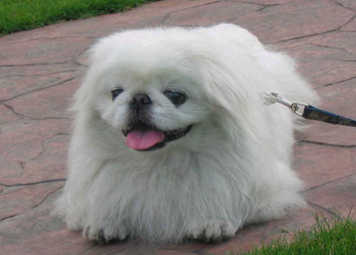 京巴狗瘫痪的主要症状