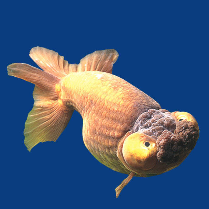 银朝天龙的喂食要点