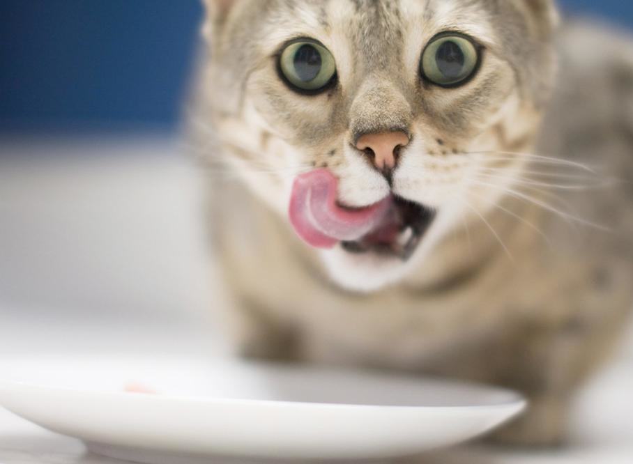 对于猫咪口臭要引起重视