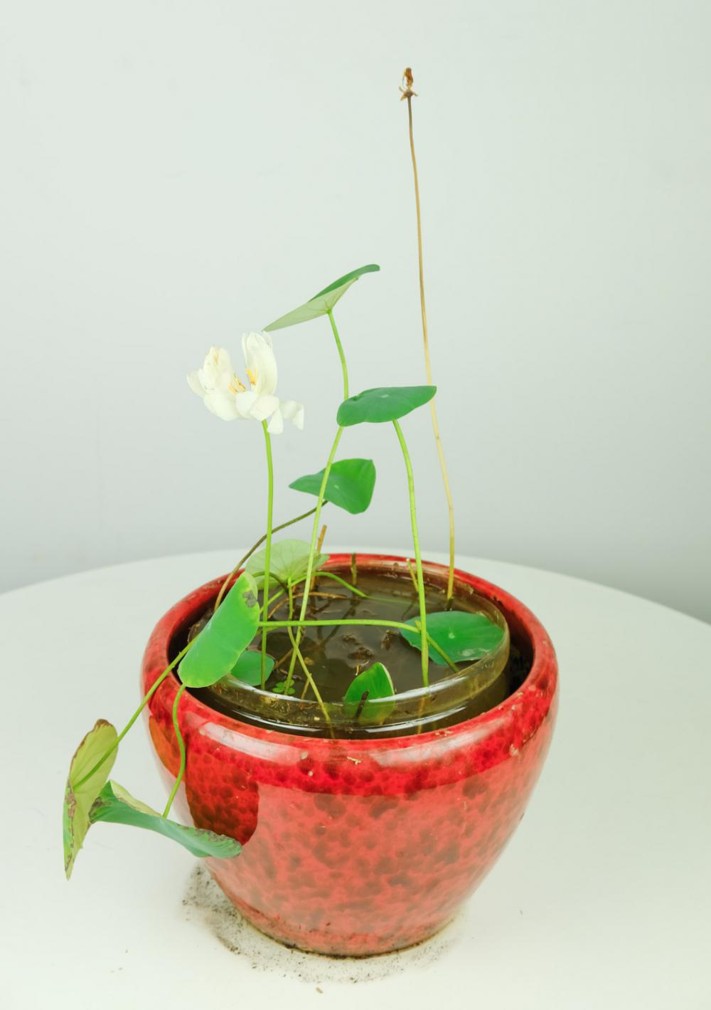 碗莲的种植方法