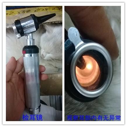 如何给宠物清耳上药