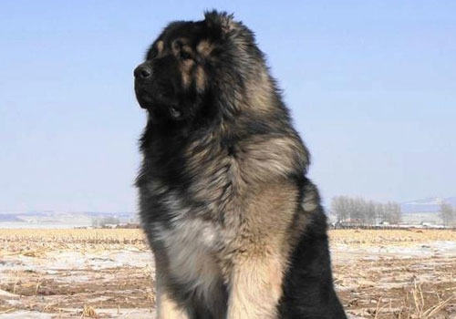 犬中之王——高加索犬 犬中之王——高加索犬