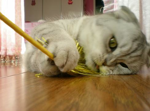 使用逗猫棒的技巧 使用逗猫棒的技巧