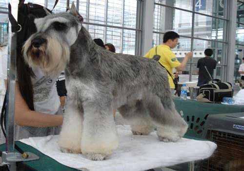 雪纳瑞造型大全，雪纳瑞造型介绍