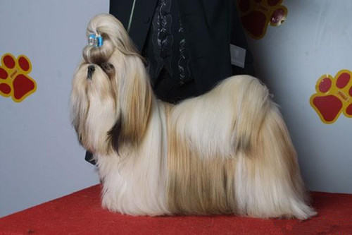 怎样给西施犬拔耳毛