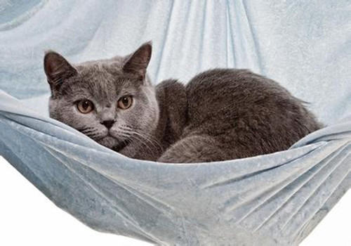 训练猫咪呼之即来妙招
