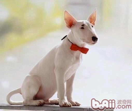 牛头犬