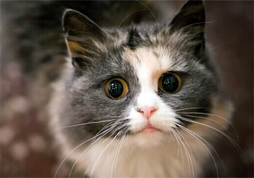 猫咪尿道炎的症状及病发表现
