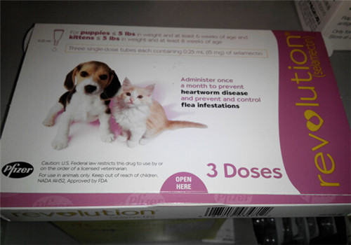 夏季寄生虫之——跳蚤 夏季寄生虫之——跳蚤