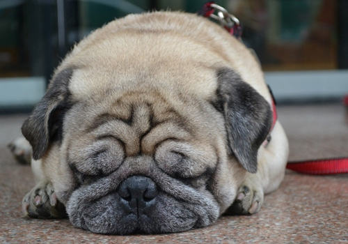 巴哥与沙皮狗的区别