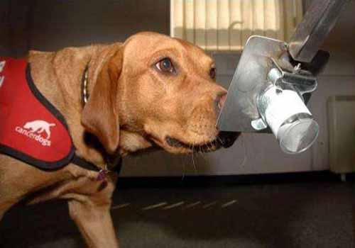 你知道狗狗害怕什么气味吗？