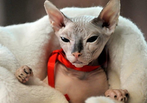 猫咪养护误区之加拿大无毛猫真的没有毛？