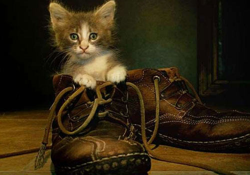 猫咪穿上鞋子就不会走路？