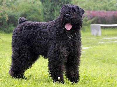 法兰德斯牧牛犬怎么样？法兰德斯牧牛犬介绍