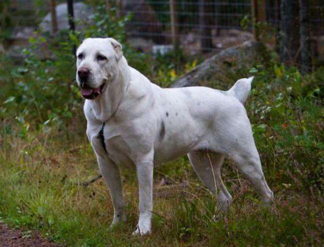 还不知道中亚犬训练打斗技巧？这篇文章告诉你