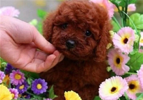 泰迪犬“站立”怎么训练