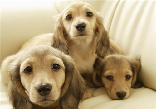 犬脓皮病的治疗要点