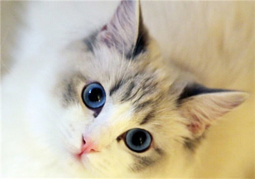 猫咪得了抑郁症怎么办