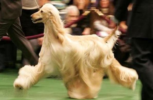 阿富汗猎犬