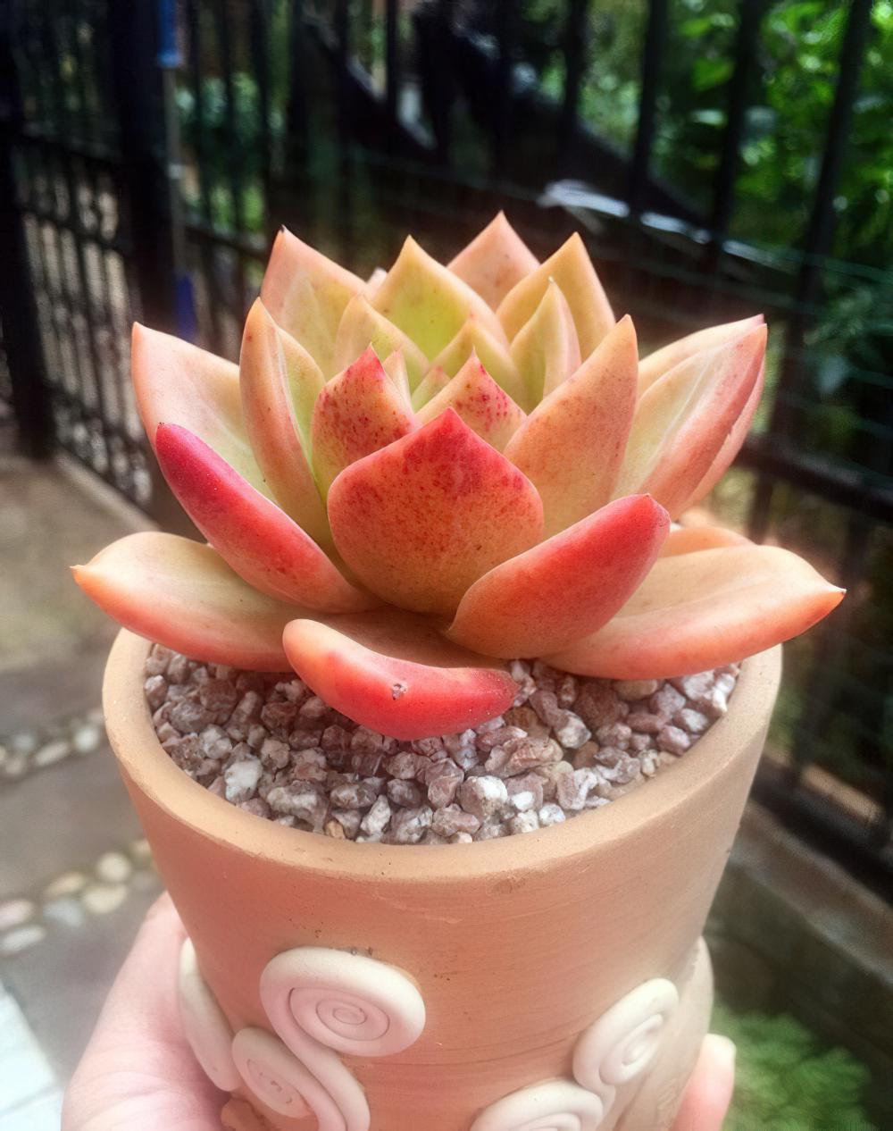 瘦死的骆驼比马强！季节的变化还是让肉肉们开始悄悄变美