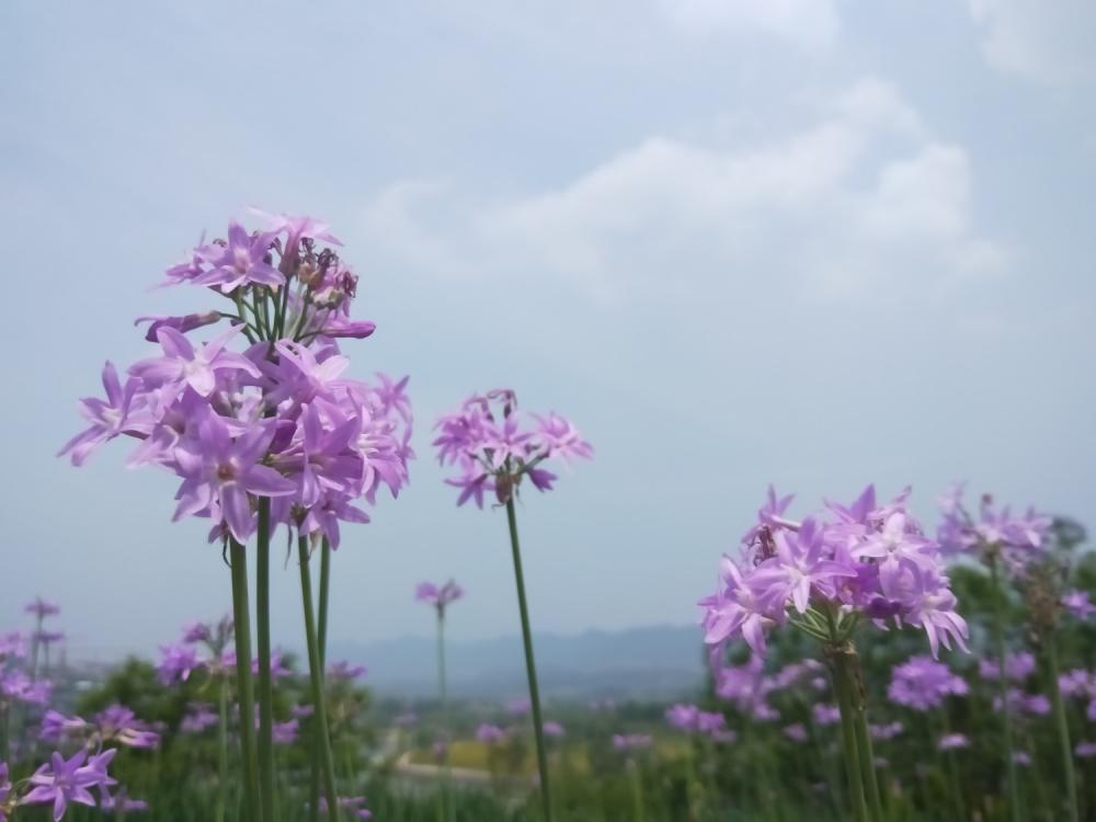 紫娇花的养殖方法和注意事项