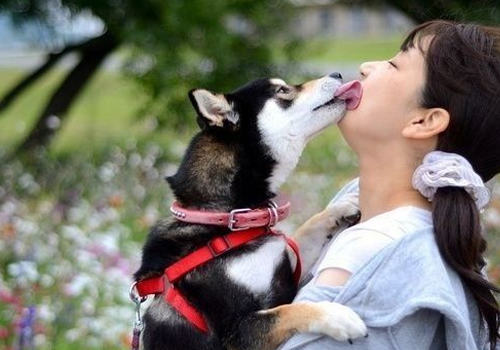 可不可以和狗狗亲嘴
